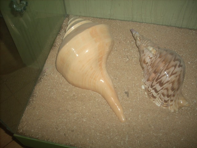 Dscn7156